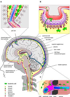 Integrin-Mediated Adhesion and Chemoresistance of Acute Lymphoblastic Leukemia Cells Residing in the Bone Marrow or the Central Nervous System